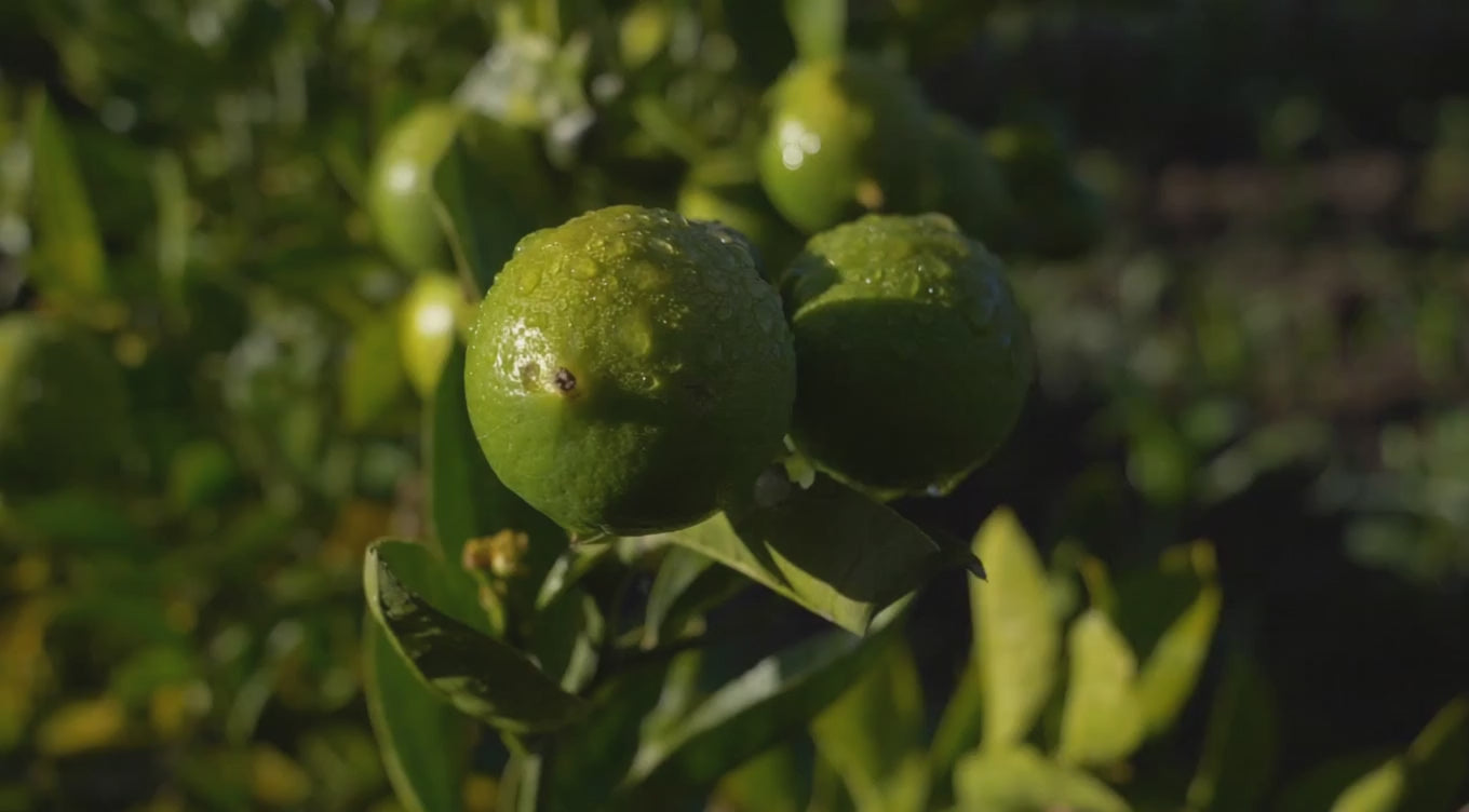 Forest Fruits Home Fragrance