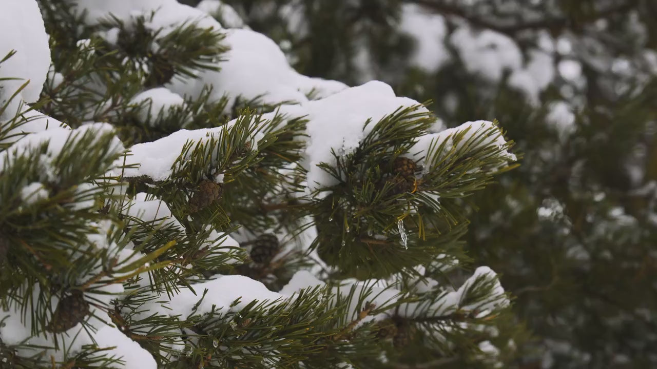 Holiday Pine Home Fragrance