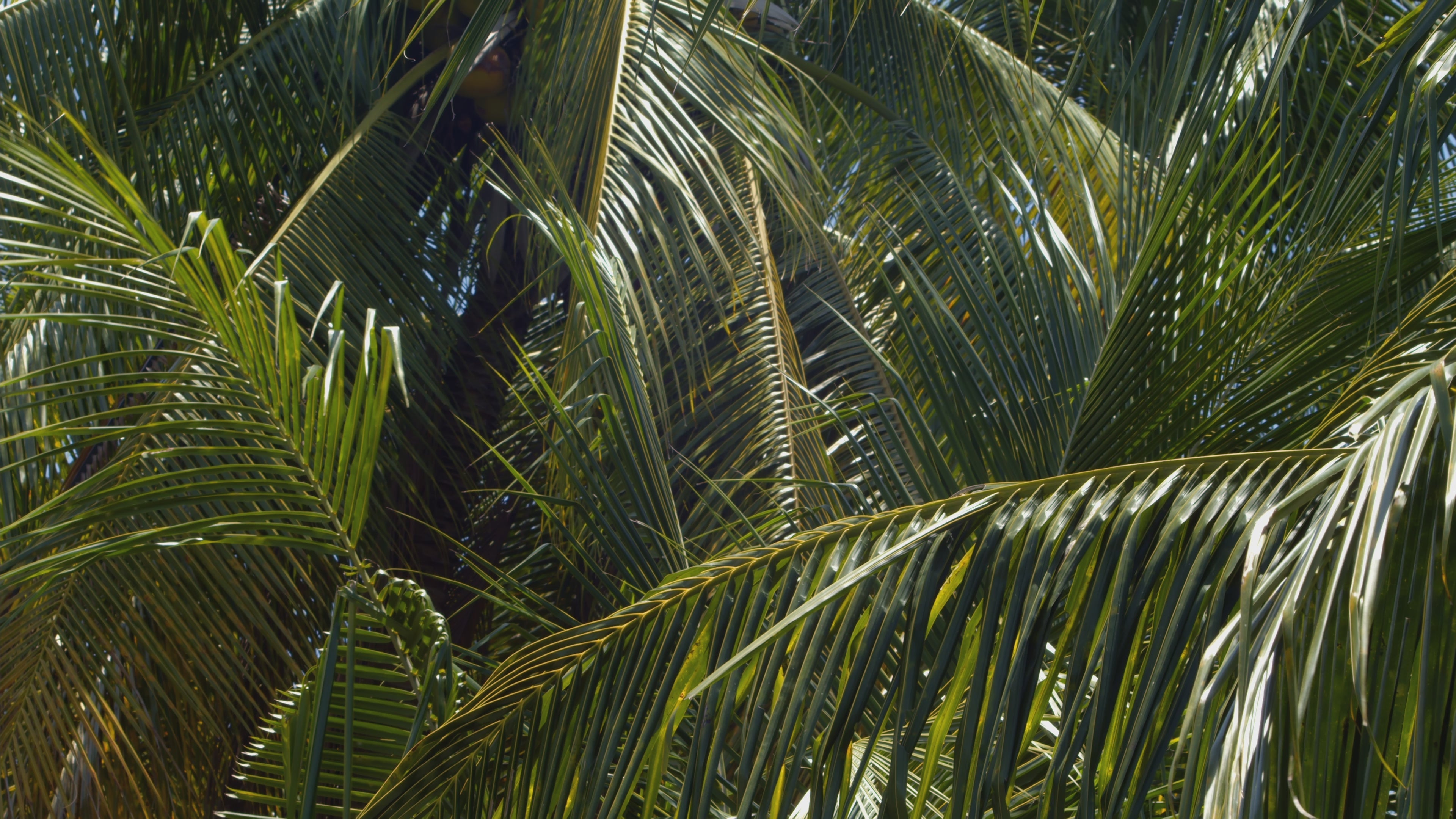 Regal Palm – Scent Treatment